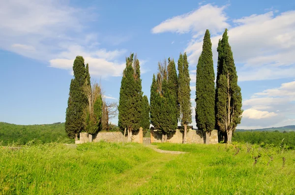 Cipreses en el campo, Toscana — Foto de Stock