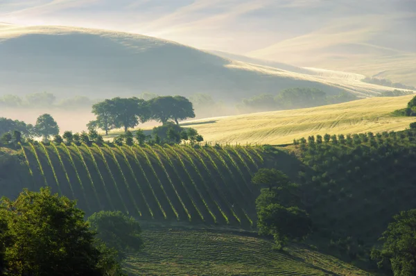 Toscana hills 10 — Stockfoto