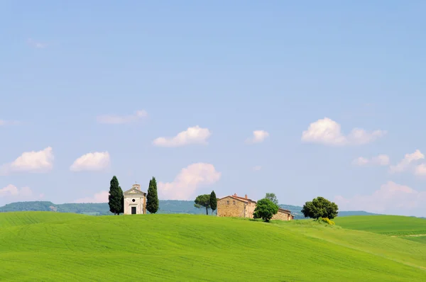 Cipressi sul campo, Toscana — Foto Stock