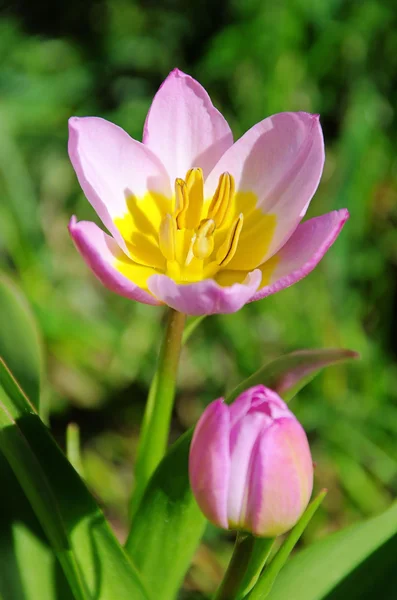 Tulip pink yellow 02 — Stock Photo, Image