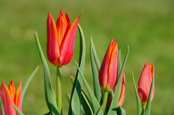 Tulip red 07 — Stock Photo, Image