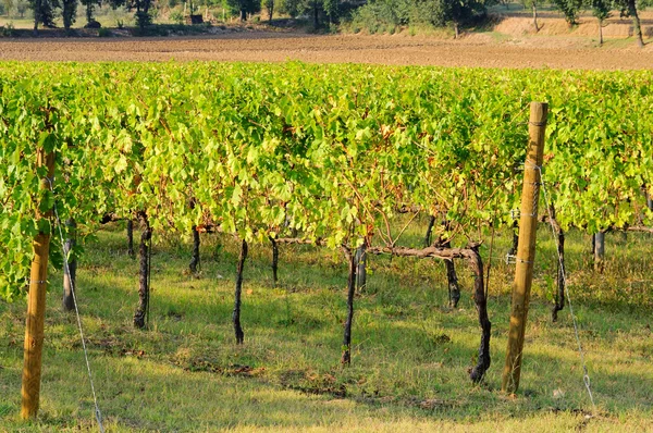 Виноградник 27 — стоковое фото