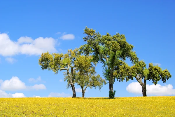 Meadow and cork oaks 23 — Stock Photo, Image
