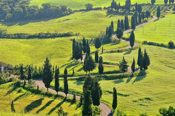 Tuscany Cypress trees on the field, Italy