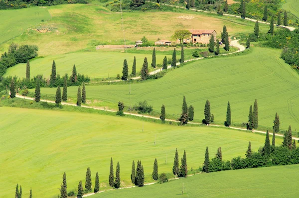 Toscana Cipressi — Foto Stock