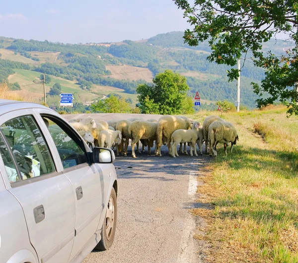Sheeps on the road 01 — Stock Photo, Image