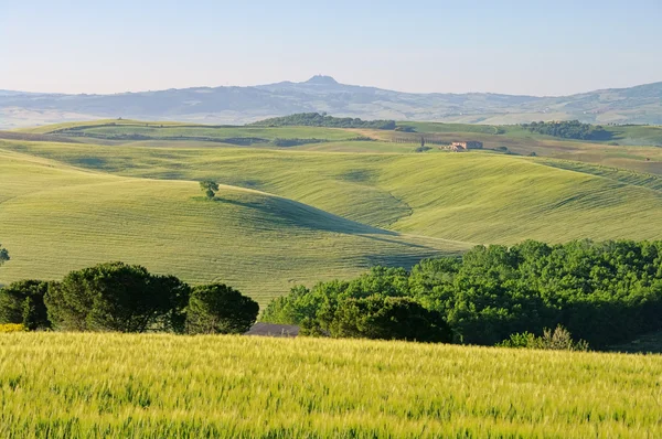 Toscane heuvels 56 — Stockfoto