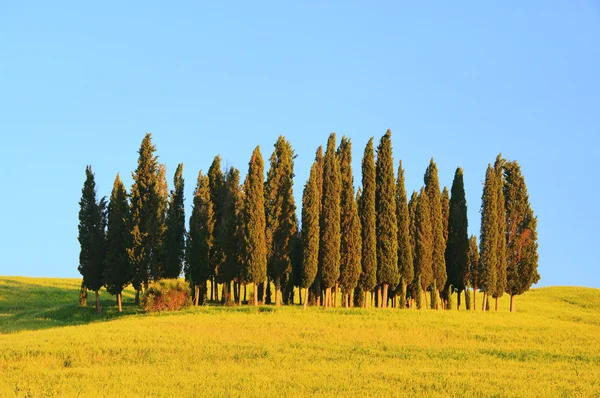 Las cyprysowy Tuscany — Zdjęcie stockowe