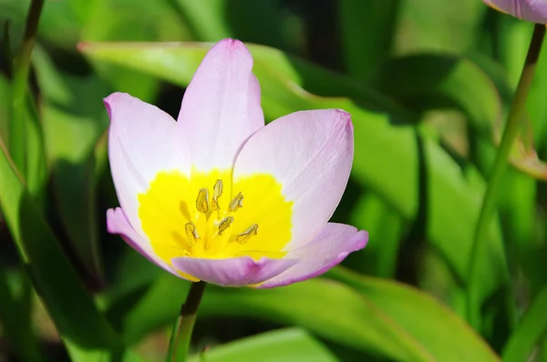 Tulpe rosa gelb 01 — Stockfoto