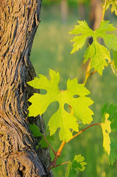 Vine leaves in spring 04 — Stock Photo, Image