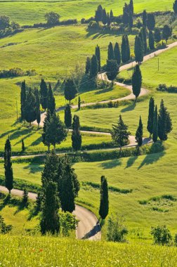 Cypress avenue , Tuscany, clipart