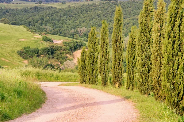 Avenida Cypress na Itália — Fotografia de Stock