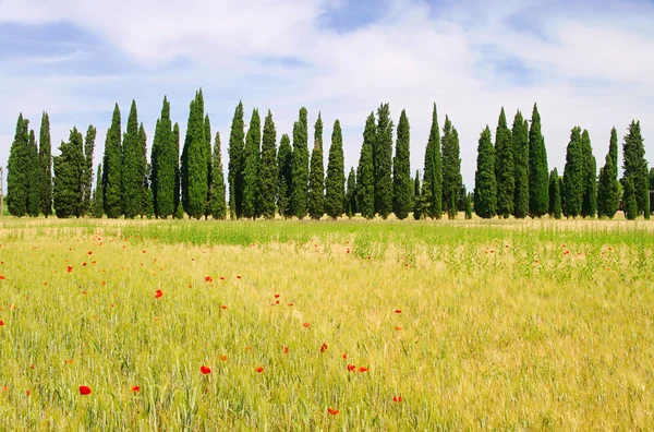 Cypress Avenue, Toscana, — Stockfoto