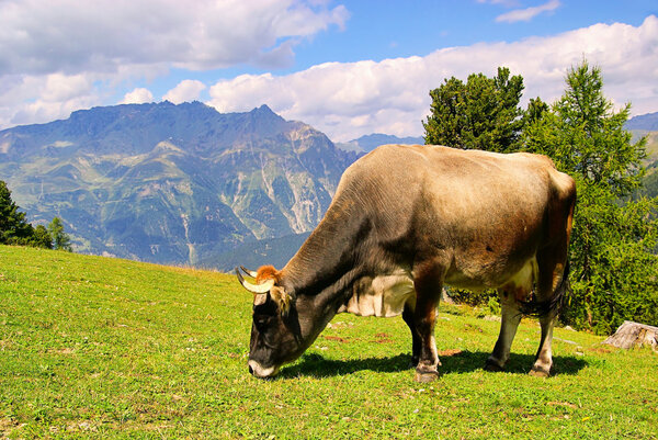 Alp cow 19