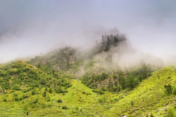 Alpen bos in wolken 01 — Stockfoto