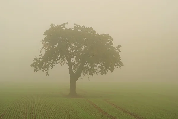 Tree in fog 01 — Stock Photo, Image