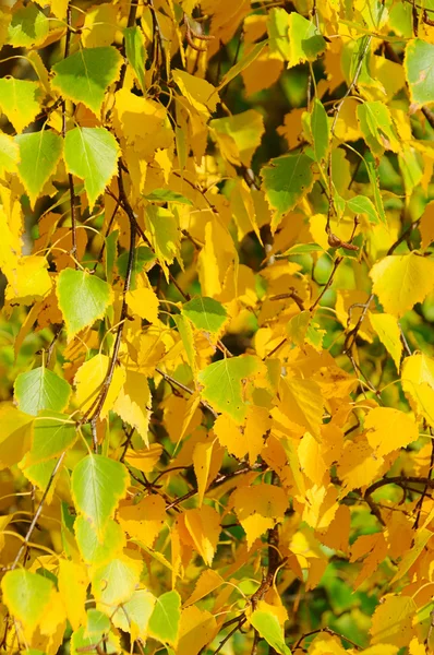 Birch leaves in fall 01 — Stock Photo, Image