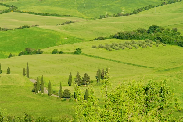 Toscana Hills, Toscana — Stockfoto
