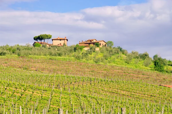 Тосканский виноградник 02 — стоковое фото