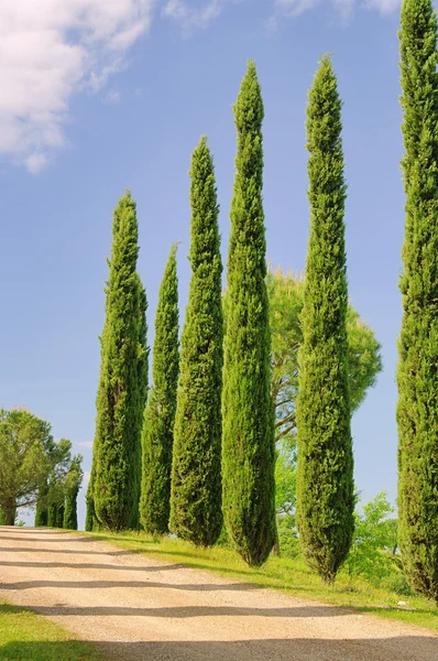 Toskana selvi ağaçları — Stok fotoğraf