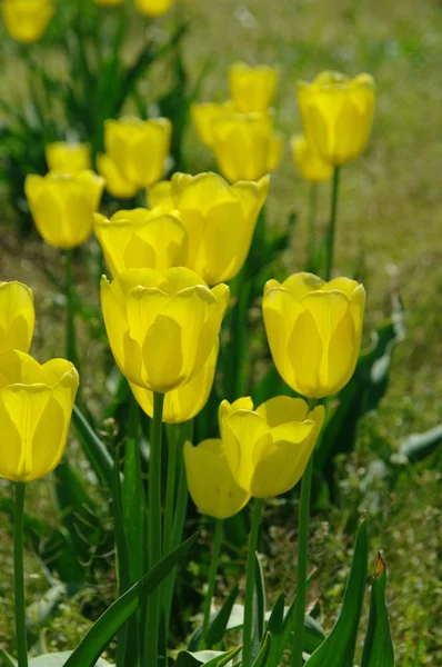 Tulpe gelb 07 — Stockfoto