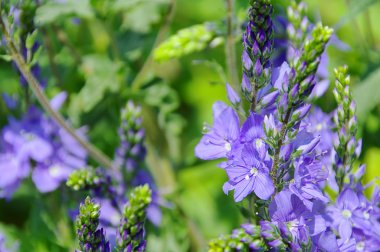 Veronica austriaca 02