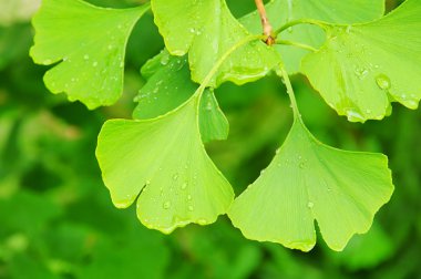 Ginkgo 46