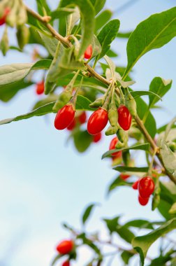 Goji berry 06