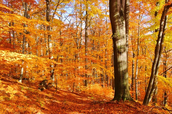 Буковий ліс восени 33 — стокове фото