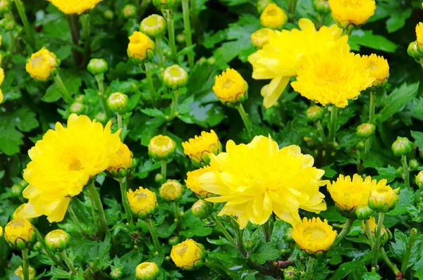 Chrysanthemum 06 — Stockfoto