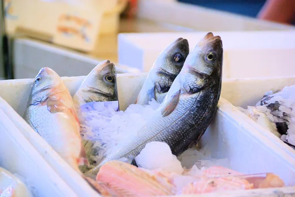Vissen op ijs 01 — Stockfoto