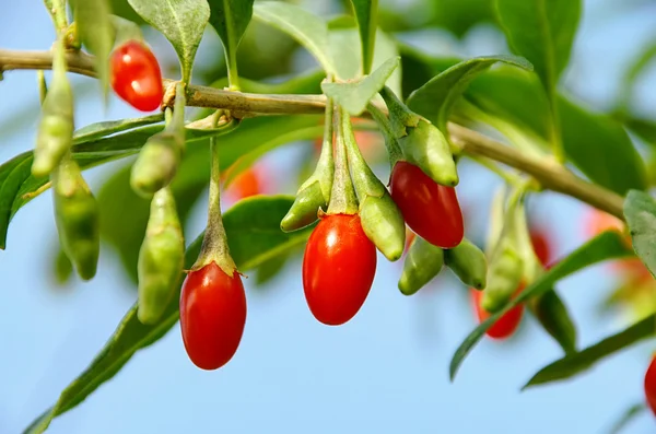 Goji μούρο 08 — Φωτογραφία Αρχείου