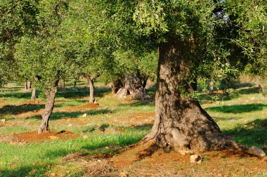 zeytin ağacının gövde 18