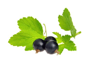 Black currant isolated 02 clipart