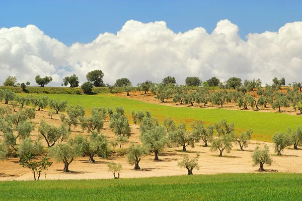 Drzewo oliwne 55 — Zdjęcie stockowe