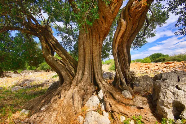 stock image Olive tree trunk 12