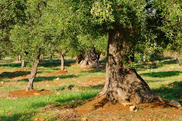 Olive tree trunk 18 — Stock Photo, Image