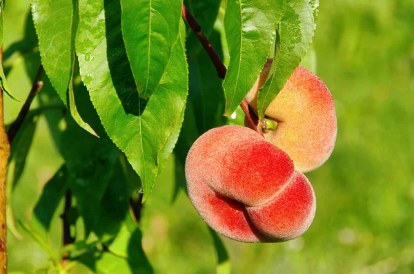 stock image Saturn peach 01