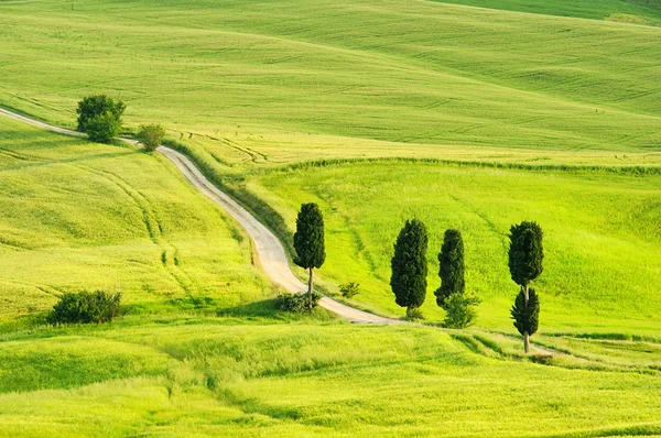 Toscana cipreste árvores no campo — Fotografia de Stock
