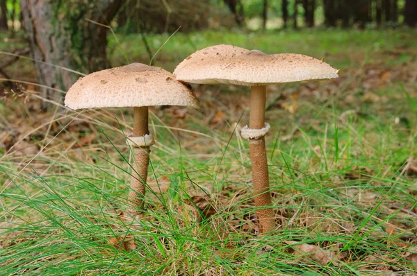 Parasol mushroom 16 — Stock Photo, Image