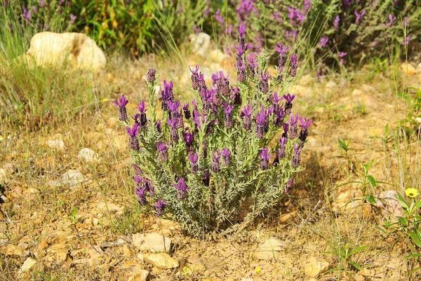 French Lavender 04 — Stock Photo, Image
