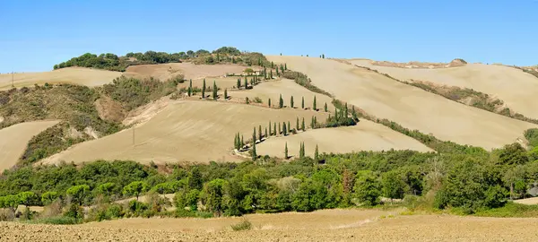 stock image Cypress curve in fall 01