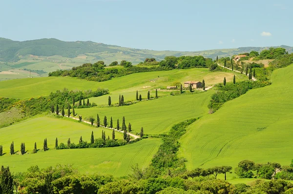 Cypress curve, Toscane — Stockfoto