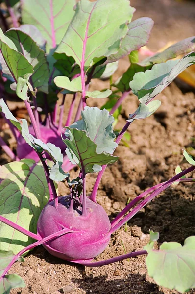 Turnip cabbage 03 — Stock Photo, Image