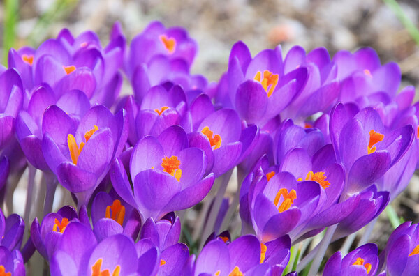 Crocus 71