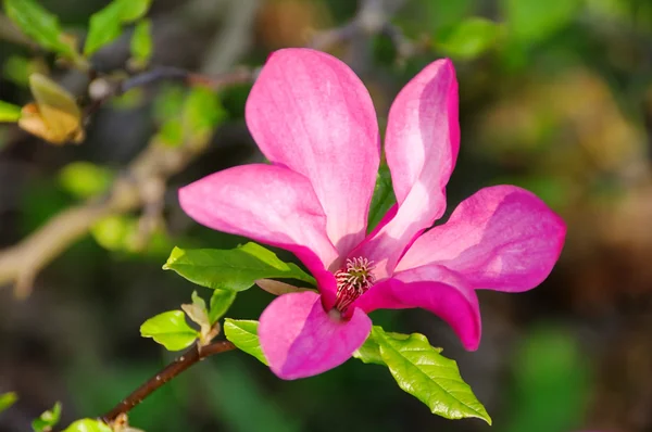 Magnolia 14 — Stock Photo, Image