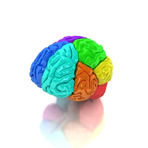 Cérebro humano — Fotografia de Stock