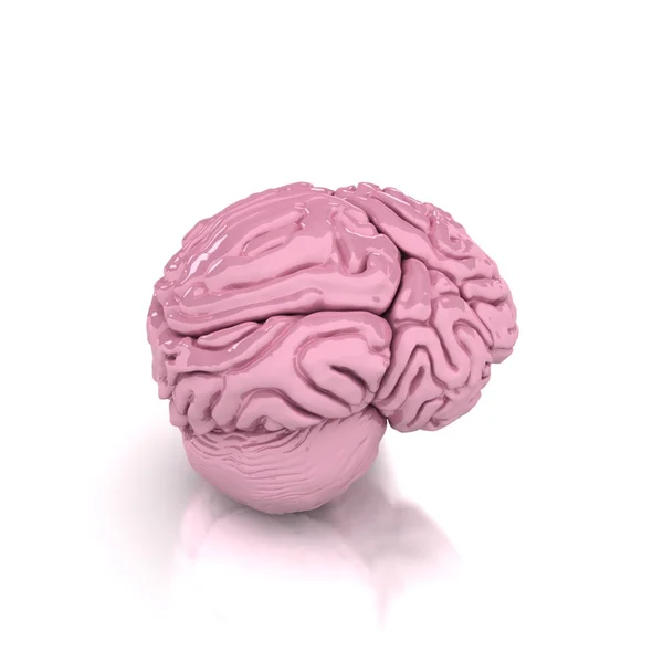 人脑 — 图库照片