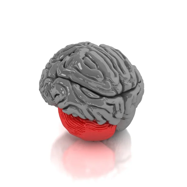 Human brain — Stock Photo, Image
