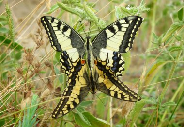 machaon kelebekler çiftleşme çifti